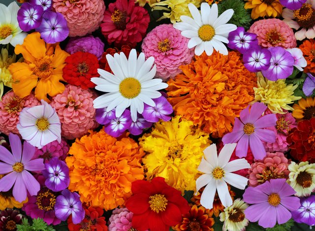 Cartes à gratter pour les fleuristes